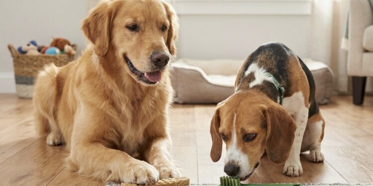 Comparing Dental Chews: Virbac C.E.T. vs. Greenies – Which is Better?