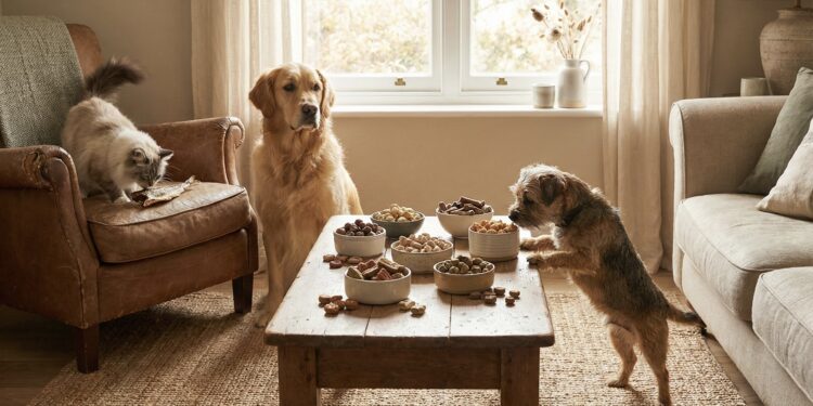 The ‘High-Value Treat’ Hierarchy: What Motivates Your Dog Most?