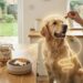 The Gut-Brain Axis: How Probiotics in Treats Affect Dog Behavior